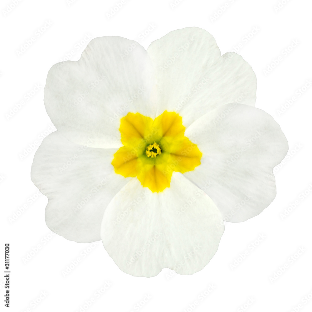 Fototapeta premium White and Yellow Primrose Flower Isolated