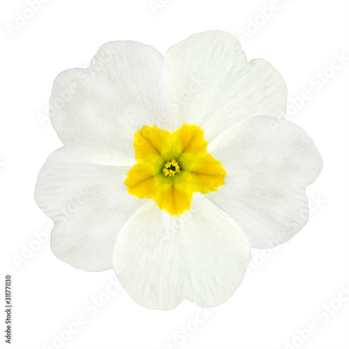 White and Yellow Primrose Flower Isolated