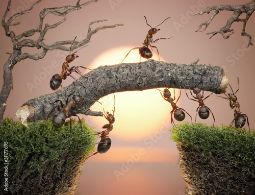 team of ants with chiefconstructing bridge over water on sunrise photo
