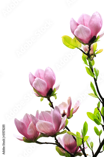 Spring magnolia tree blossoms #31178281