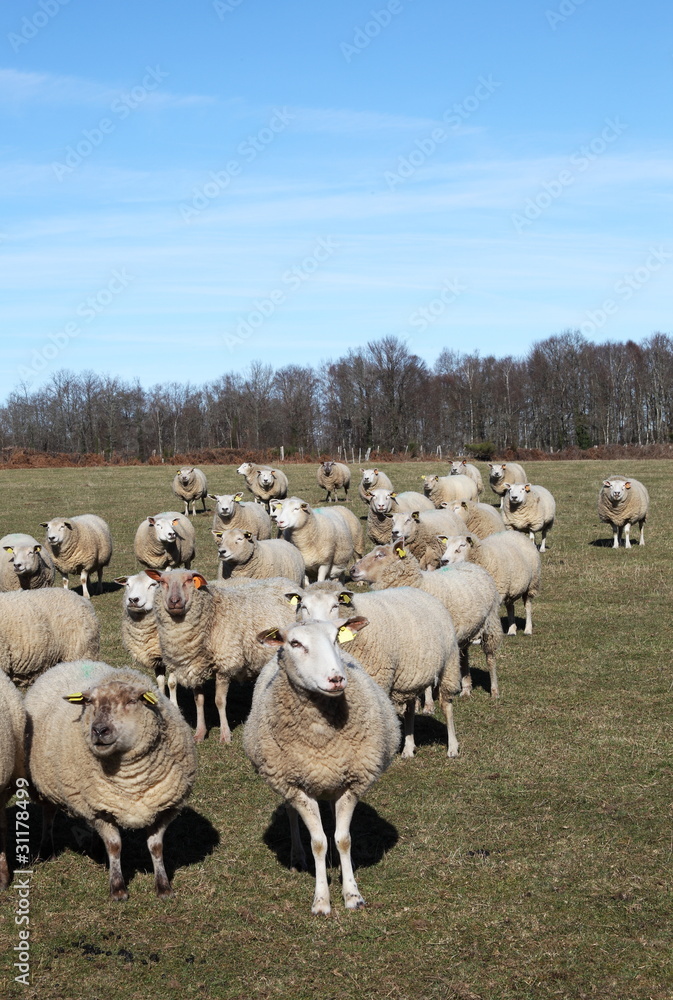 Obraz premium Sheep Flock Facing Camera