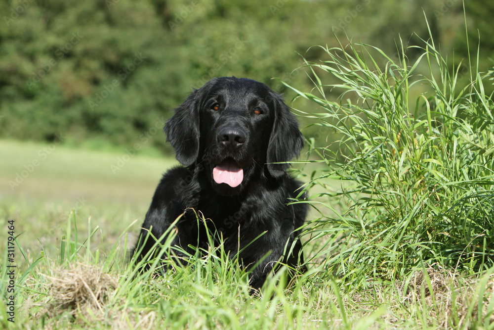 flat coated retriever tapi dans l'herbe flat coated retriever tapi dans l'herbe