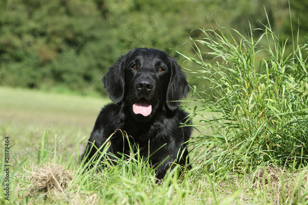 flat coated retriever tapi dans l'herbe