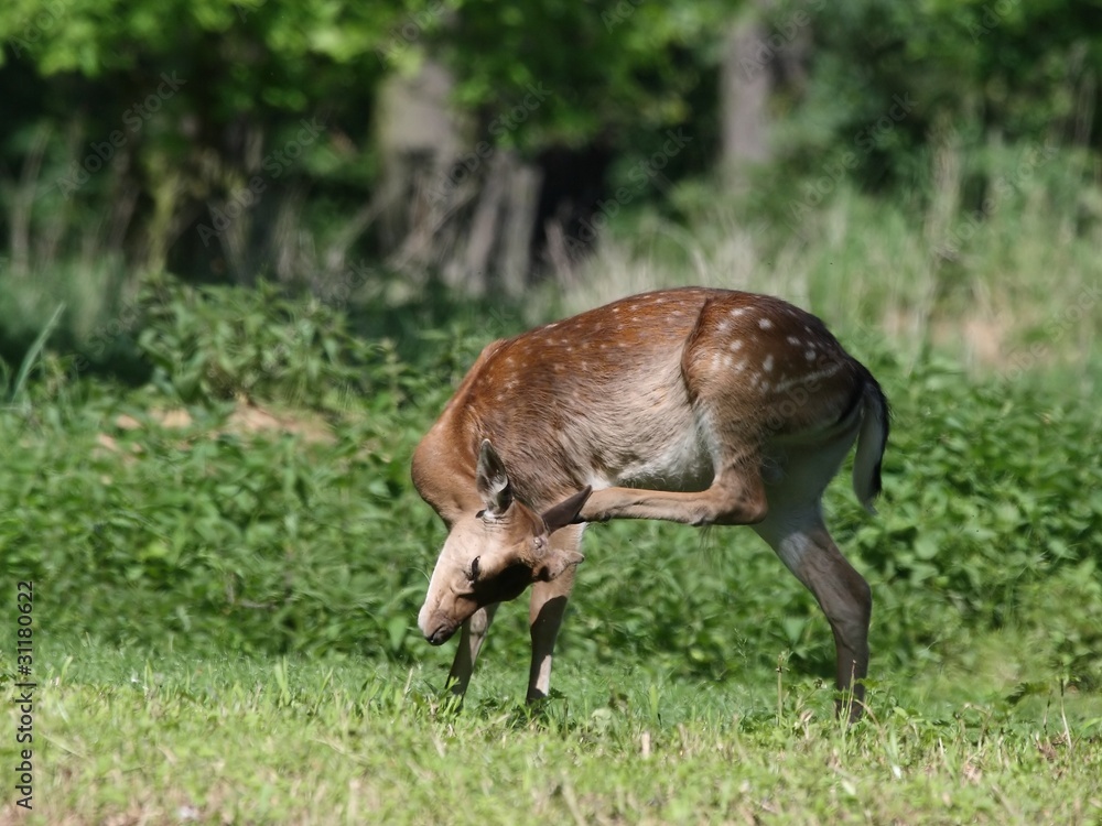 Obraz premium Fallow deer is scratching