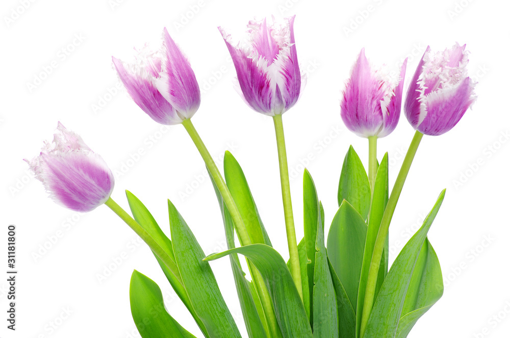 pink tulips pink tulips
