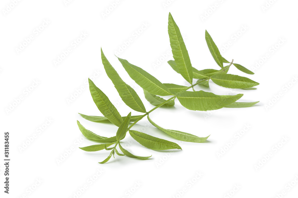 Fototapeta premium Twig of fresh verveine