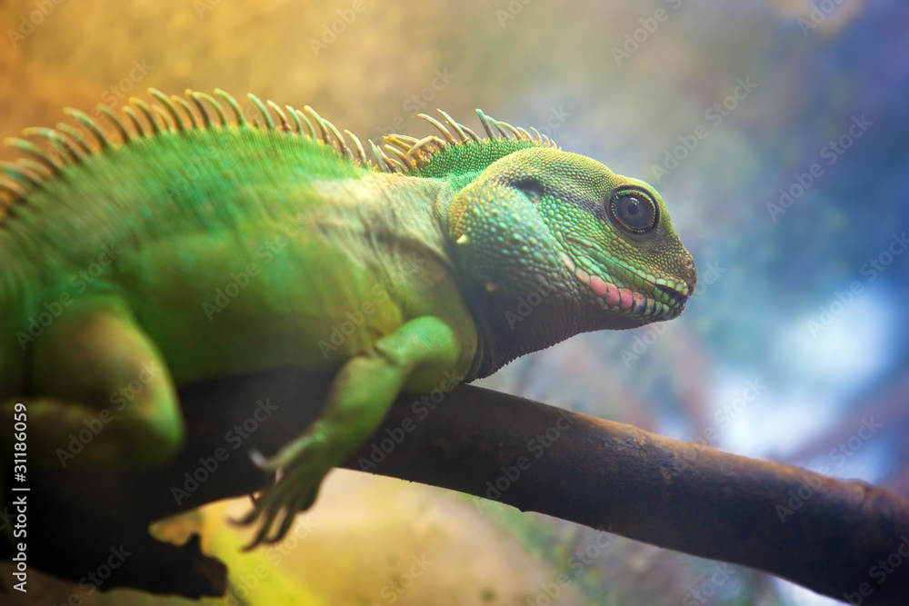 Fototapeta premium Iguana on a tree branch