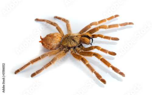 Big hairy spider isolated on white