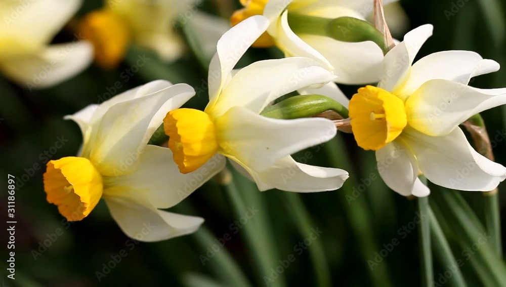 Three daffodils