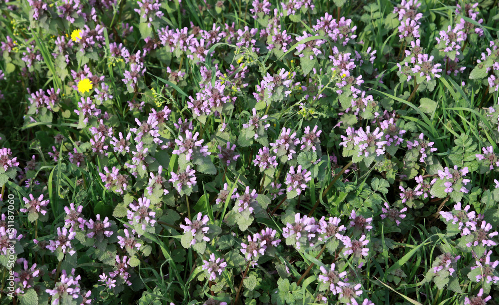 Fototapeta premium The catnip in springtime.