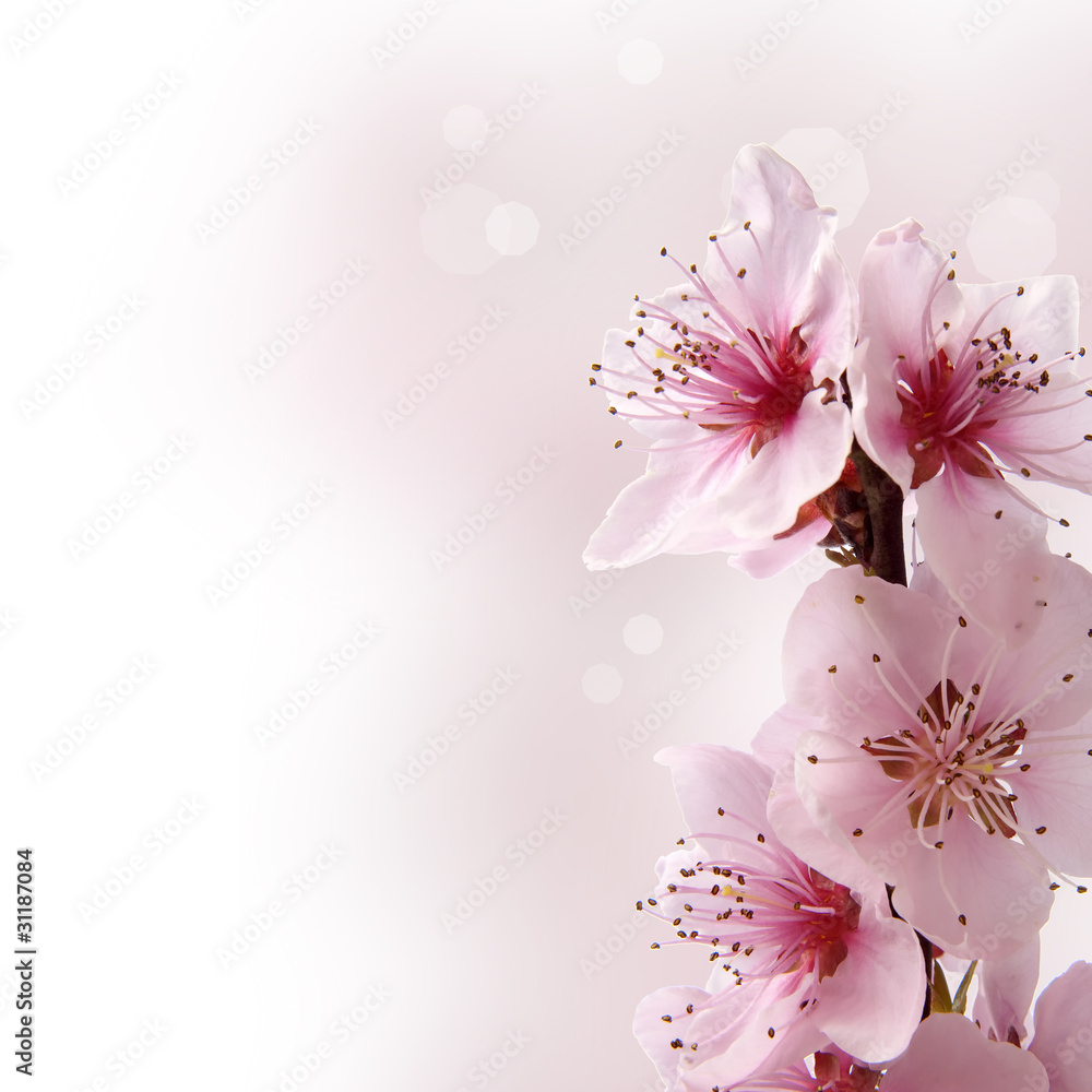 fiori di pesco con sfondo sfumato rosa Stock Photo | Adobe Stock
