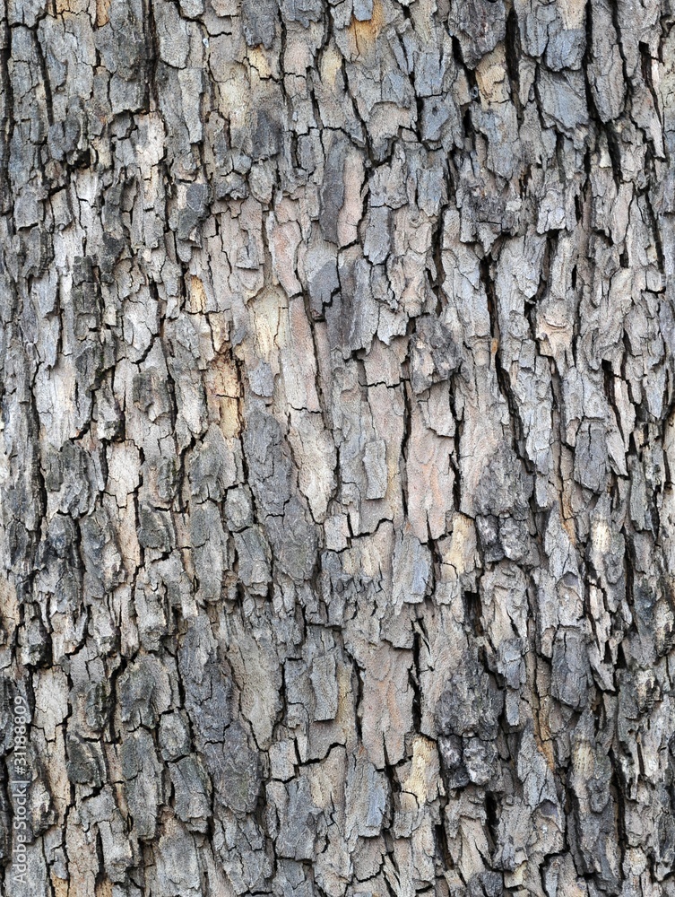 old plane tree bark seamless background pattern old plane tree bark seamless background pattern