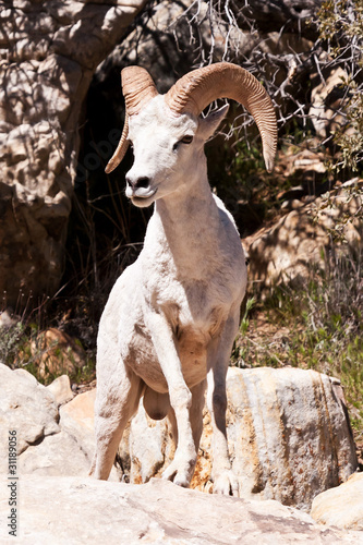 Canvas Print Albino Bighorn Ram Sheep
