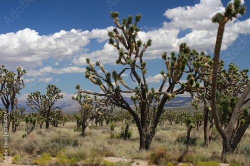 Joshua Trees in the Mojave Desert