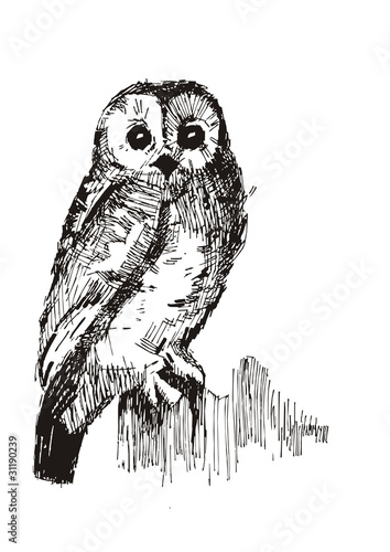 owl sketch photo
