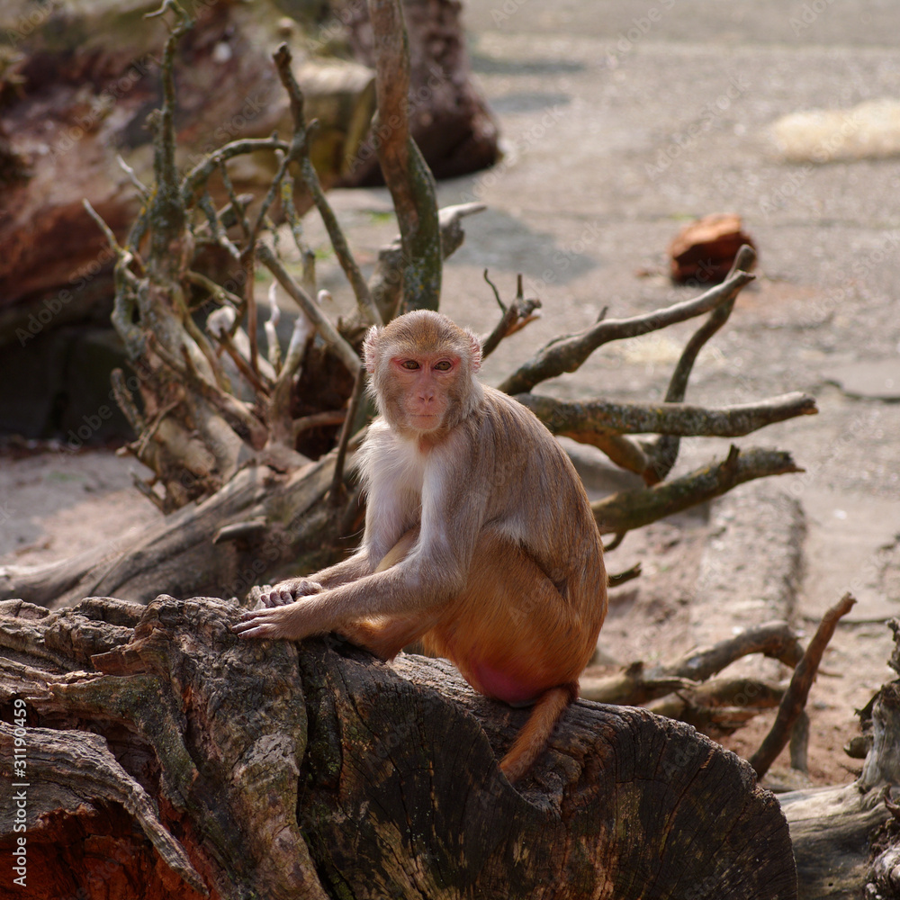 Obraz premium Rhesus monkey