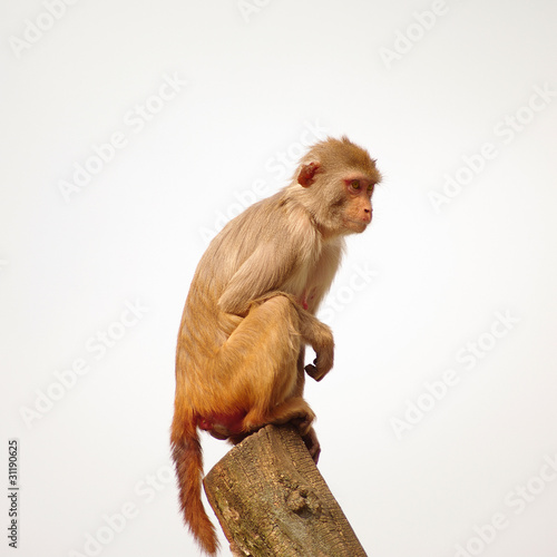 Photography Rhesus monkey