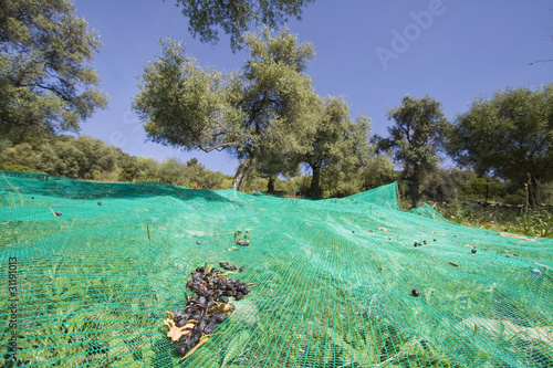 olives photo