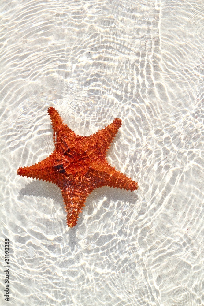 starfish orange in wavy shallow water starfish orange in wavy shallow water
