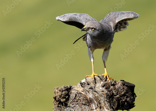 Aguilucho Cenizo 628
