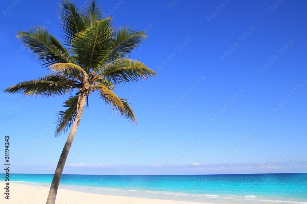 Caribbean coconut palm trees in tuquoise sea