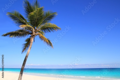 Caribbean coconut palm trees in tuquoise sea
