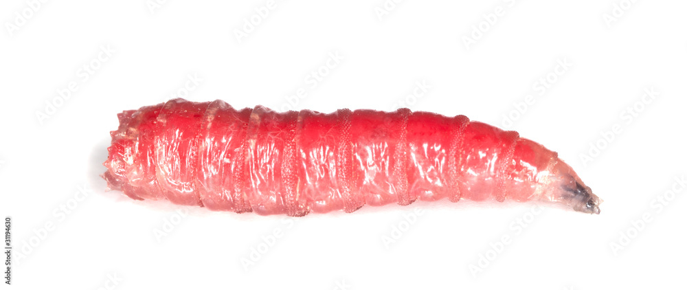 Maggot isolated on white background, extreme close up Maggot isolated on white background, extreme close up