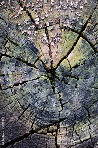 Mouldy wooden stump