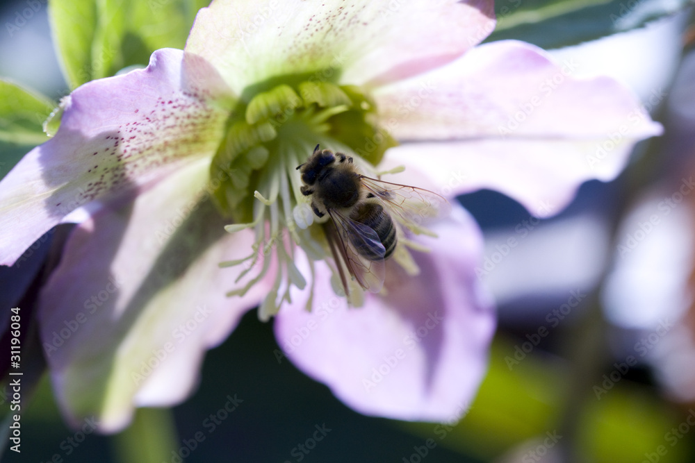 Bee on flower Bee on flower