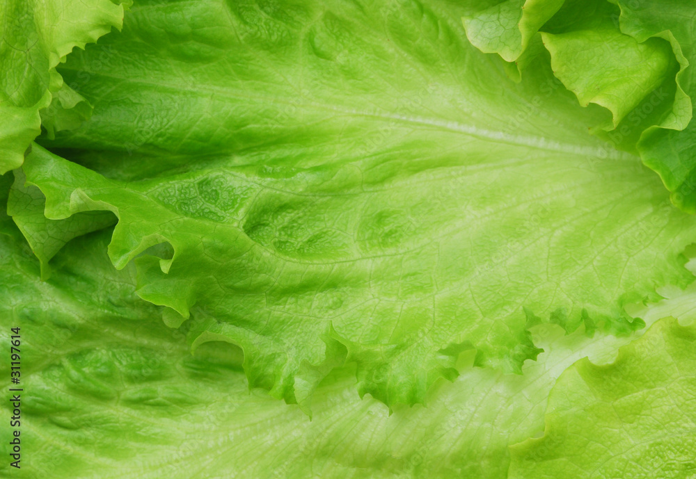 Close-up of fresh lettue Close-up of fresh lettue