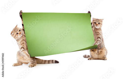 Fototapeta Naklejka Na Ścianę i Meble -  Two kittens with placard or banner for your text