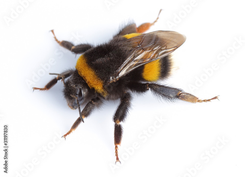 Leinwand Poster Bumblebee