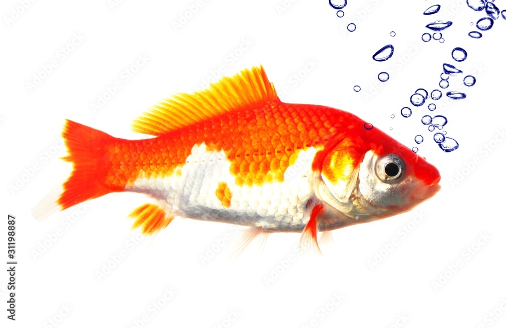 goldfish goldfish