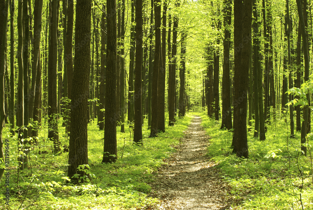 forest forest