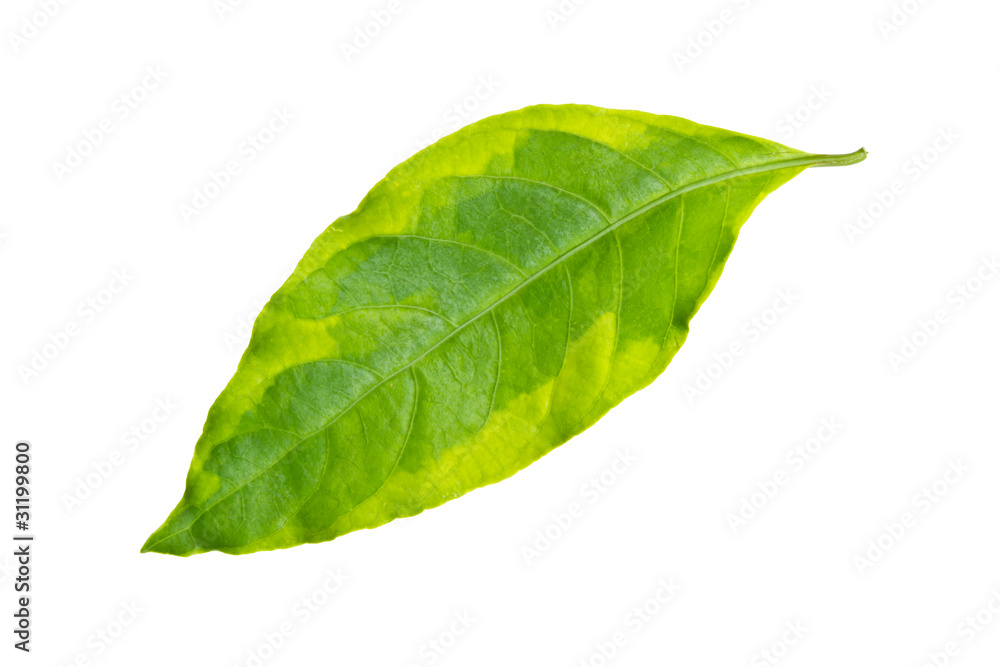 green leaf isolated green leaf isolated