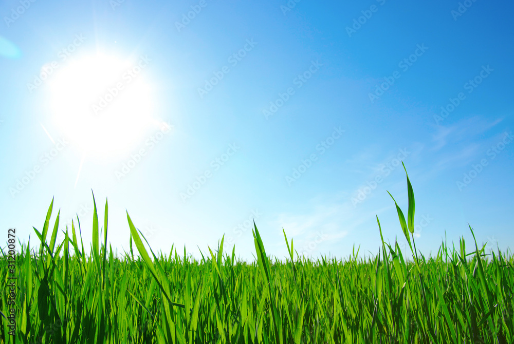 Fototapeta premium green grass