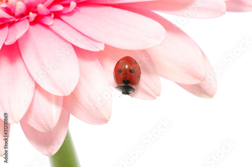 ladybug  on a flower © Alekss