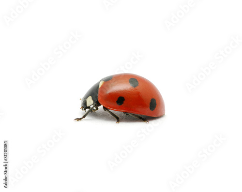 Ladybug on the white