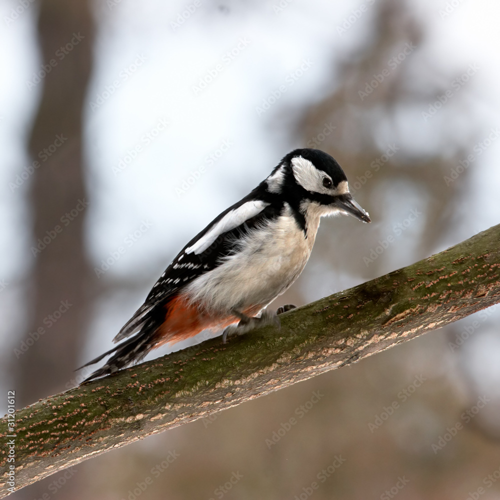 Naklejka premium Woodpecker searching insects