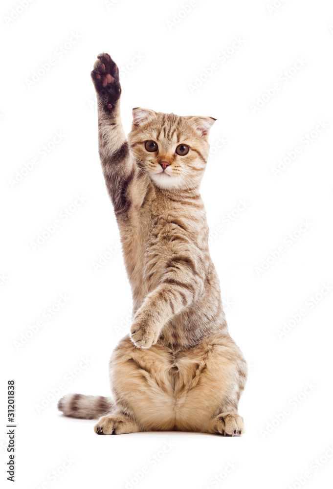 Naklejka premium funny kitten pointing up by one paw