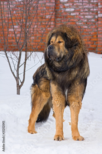 Tibetan Mastiff