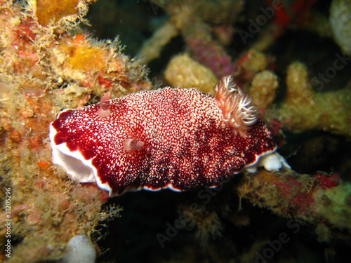 Obraz na płótnie Prachtsternschnecke w salonie