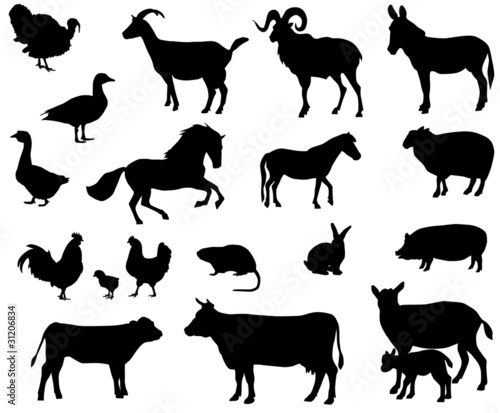 Farm animals