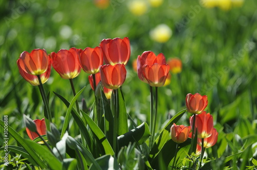 Tulpen