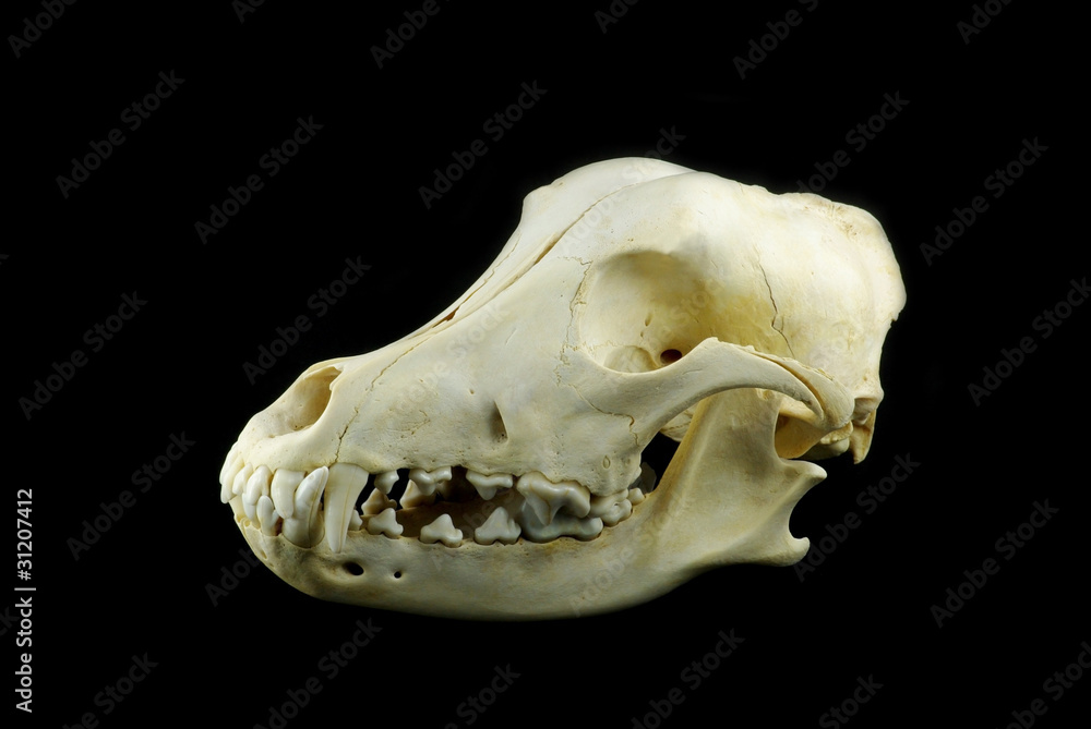 Dog skull Dog skull