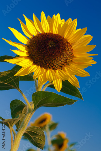 Sonnenblume