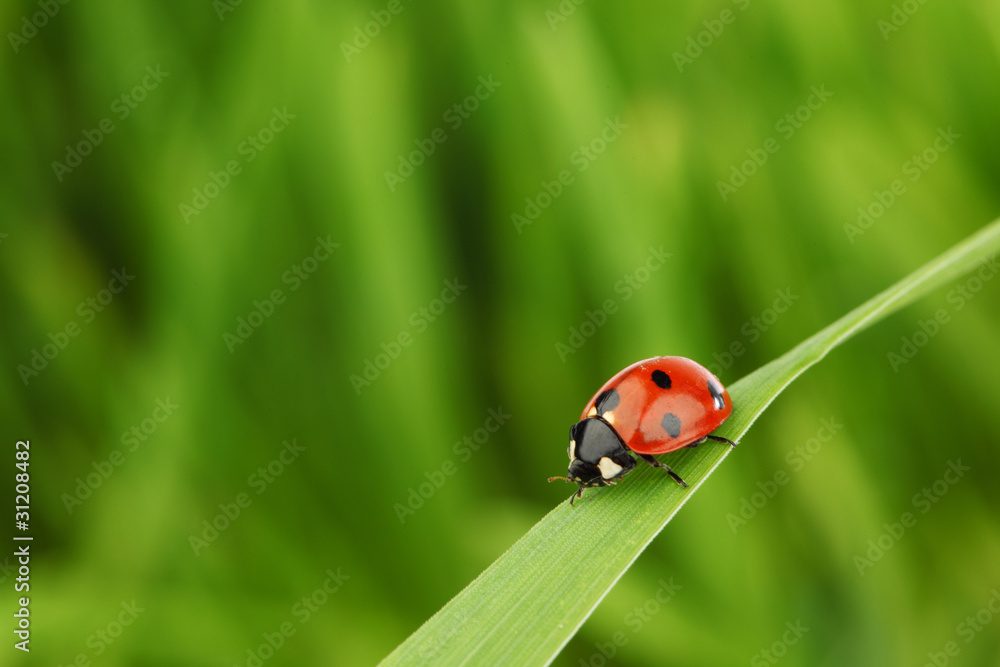 ladybug on grass ladybug on grass