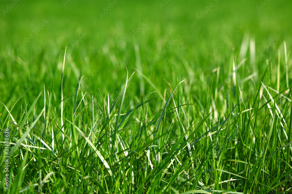 green grass green grass