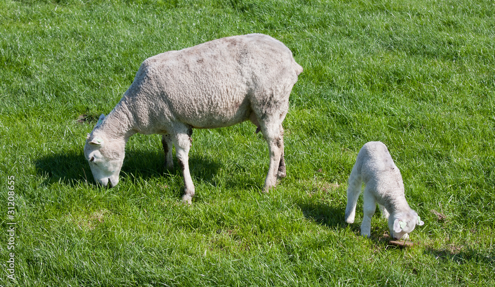 Obraz premium Sheep with her lamb