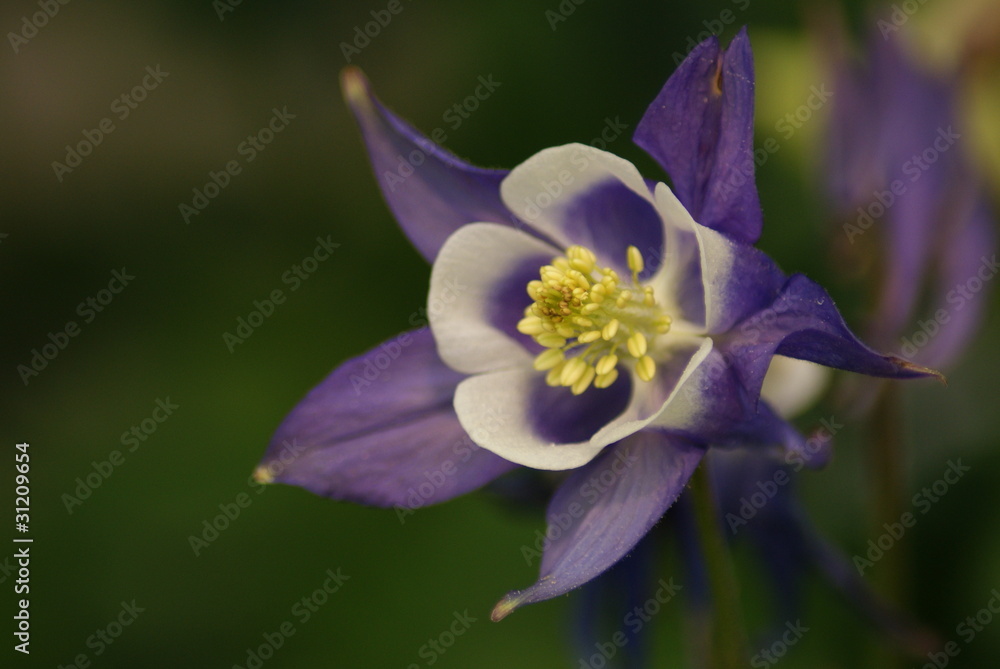 Purple Columbine Purple Columbine